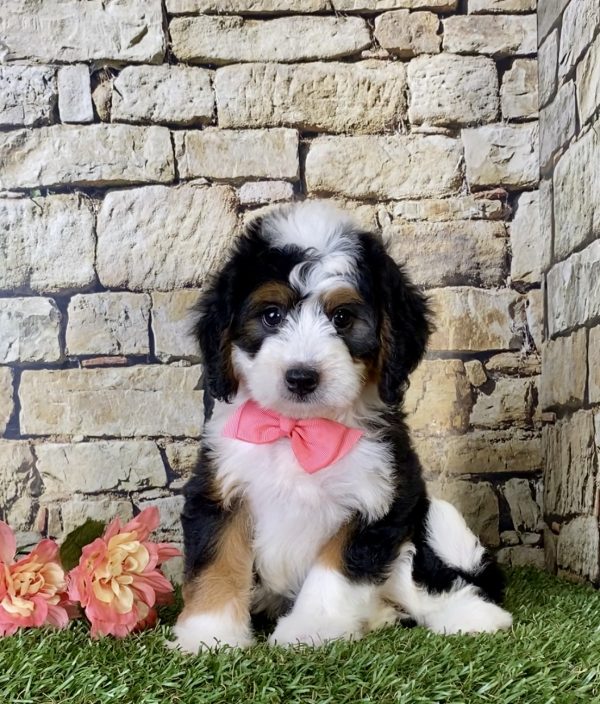 Ms. Gem the Mini-Bernedoodle - Image 4