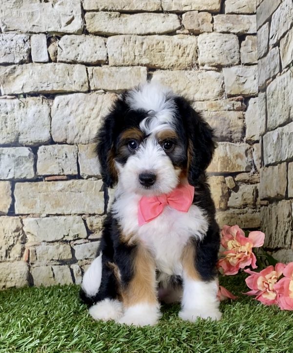 Ms. Gem the Mini-Bernedoodle - Image 5