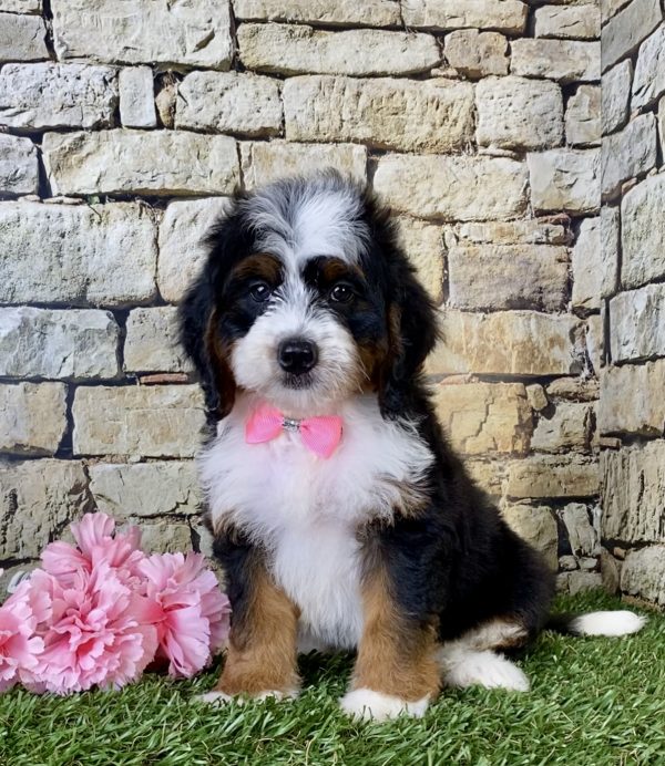 Ms. Ginger the Mini-Bernedoodle - Image 2