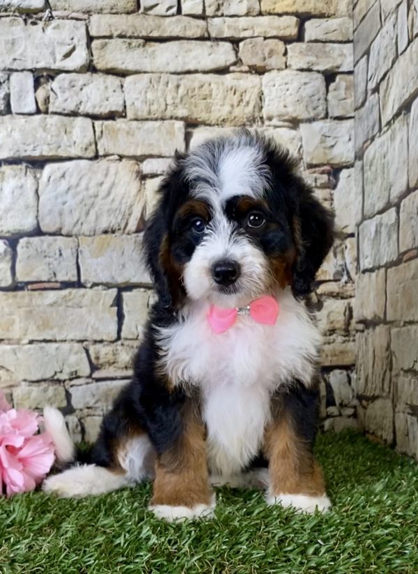 Ms. Ginger the Mini-Bernedoodle - Image 3