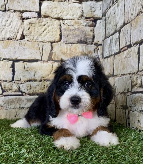 Ms. Ginger the Mini-Bernedoodle - Image 4