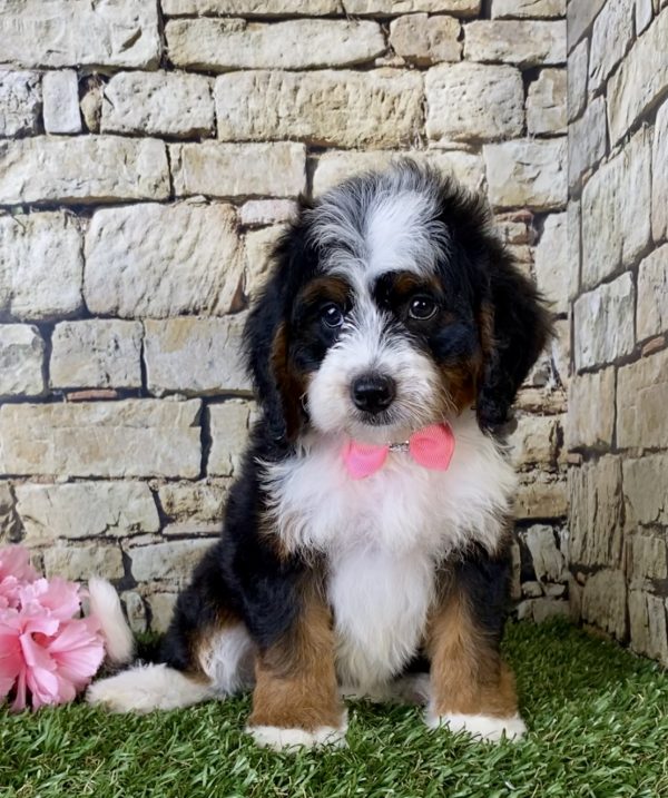Ms. Ginger the Mini-Bernedoodle puppy
