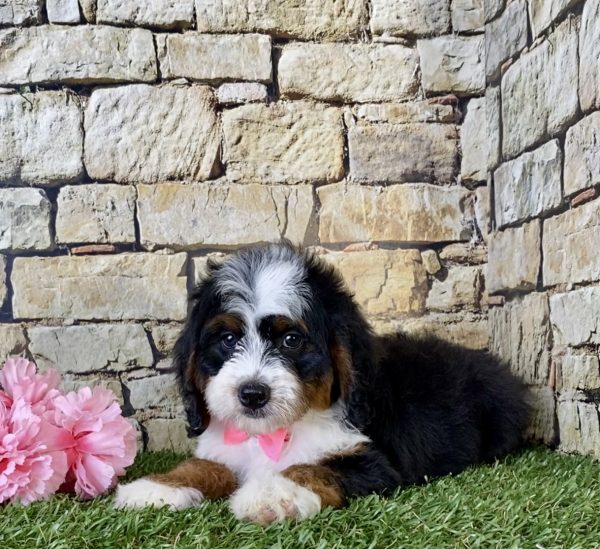 Ms. Ginger the Mini-Bernedoodle - Image 5