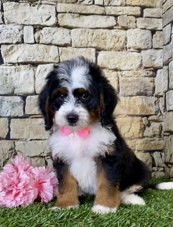 Ms. Ginger the Mini-Bernedoodle - Image 6