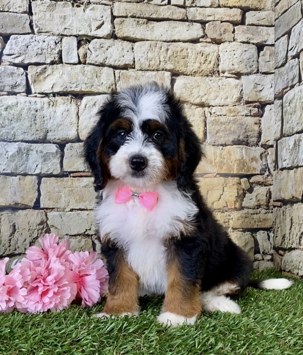 Ms. Ginger the Mini-Bernedoodle - Image 7