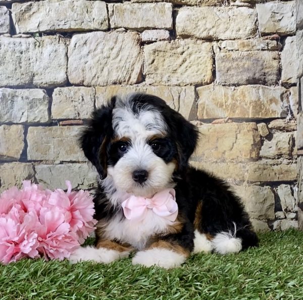 Ms. Giggles the Mini-Bernedoodle - Image 2