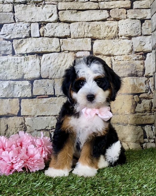 Ms. Giggles the Mini-Bernedoodle - Image 3