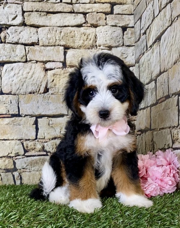 Ms. Giggles the Mini-Bernedoodle - Image 4
