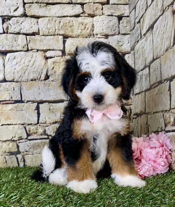 Ms. Giggles the Mini-Bernedoodle puppy