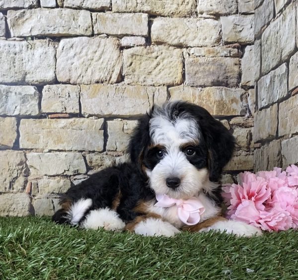 Ms. Giggles the Mini-Bernedoodle - Image 5