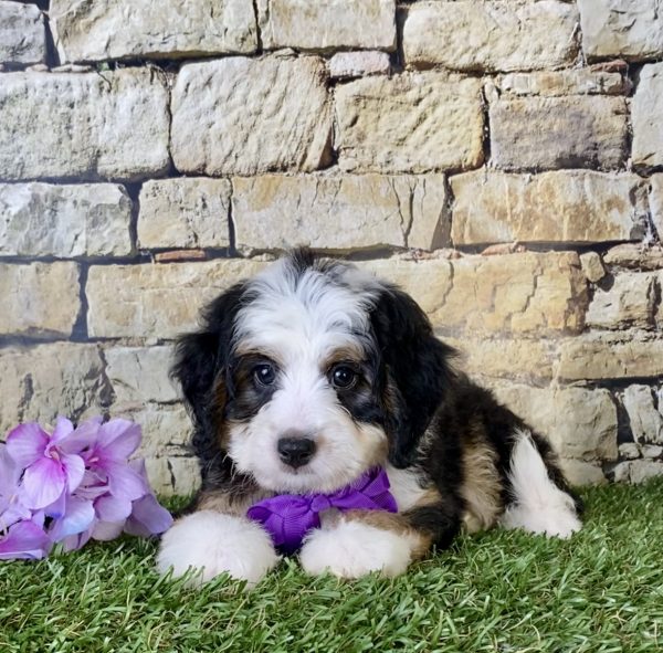 Ms. Genesis the Mini-Bernedoodle - Image 2