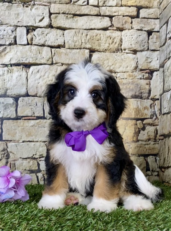 Ms. Genesis the Mini-Bernedoodle puppy