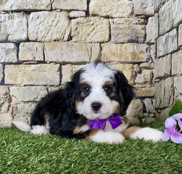 Ms. Genesis the Mini-Bernedoodle - Image 3