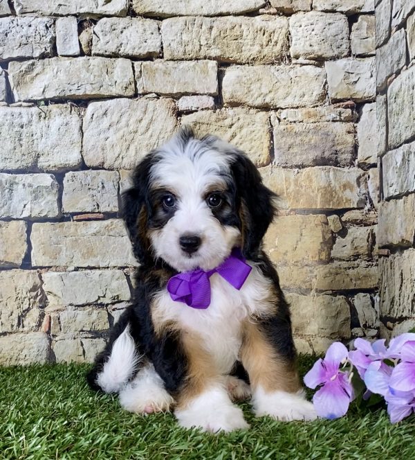 Ms. Genesis the Mini-Bernedoodle - Image 4