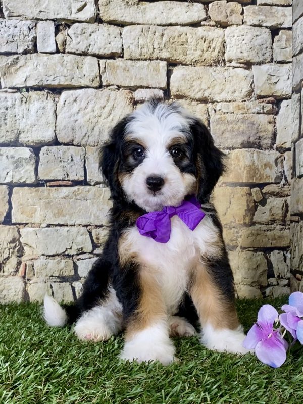 Ms. Genesis the Mini-Bernedoodle - Image 5