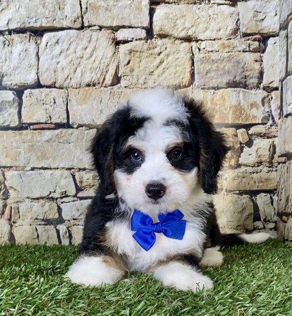 Mr. Greg the Mini-Bernedoodle - Image 2
