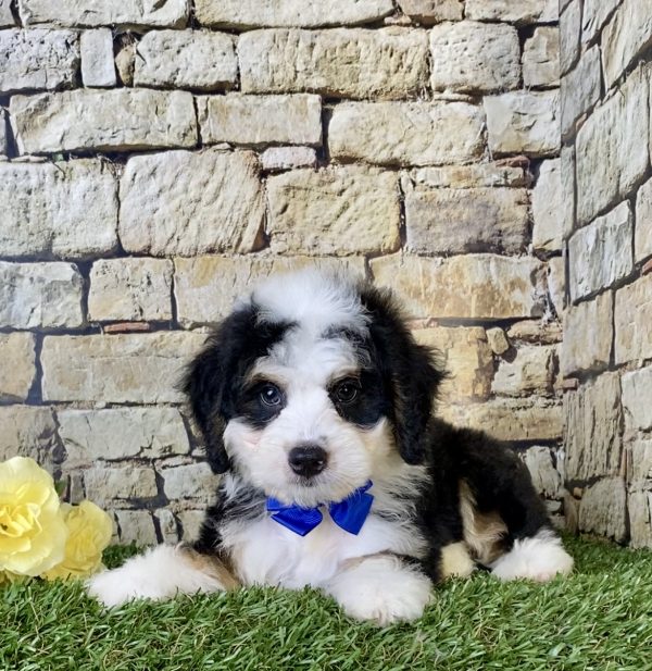 Mr. Greg the Mini-Bernedoodle - Image 4