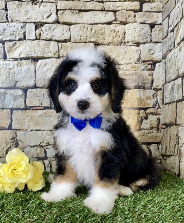 Mr. Greg the Mini-Bernedoodle puppy