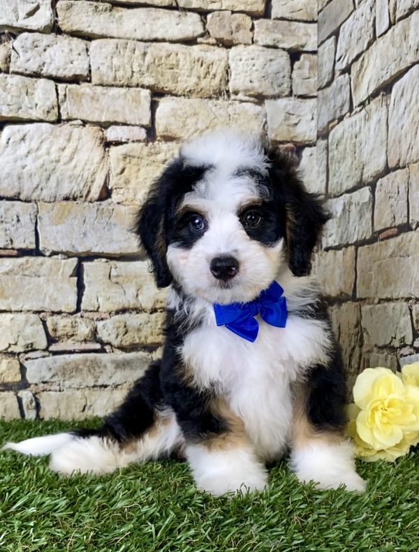 Mr. Greg the Mini-Bernedoodle - Image 5