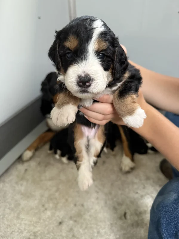 Amy & Ronald Mini-Bernedoodle Early Litter Reservation - Available 8/3/25 - Image 2