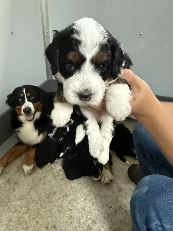Amy & Ronald Mini-Bernedoodle Early Litter Reservation - Available 8/3/25 - Image 4