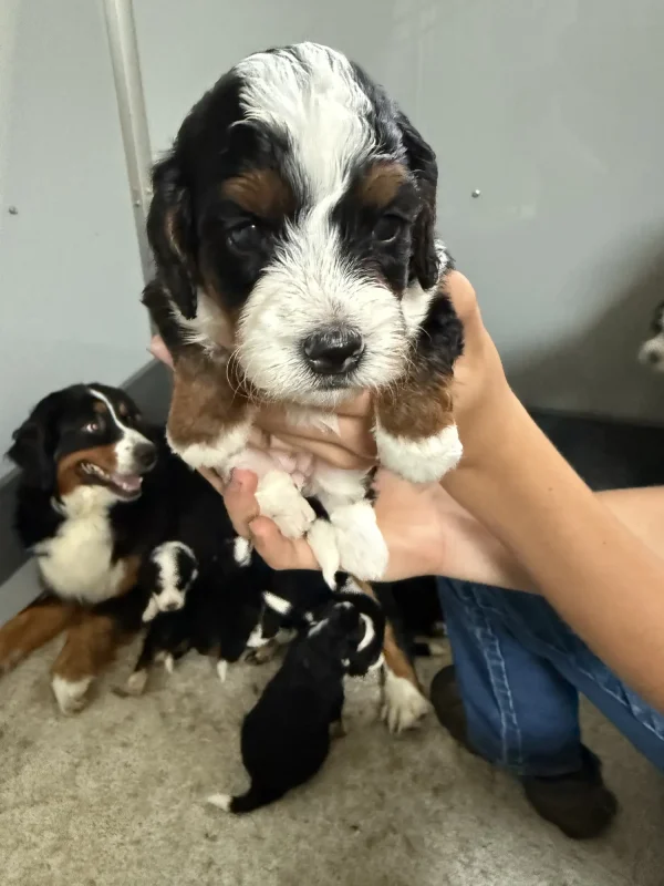 Amy & Ronald Mini-Bernedoodle Early Litter Reservation - Available 8/3/25 - Image 3
