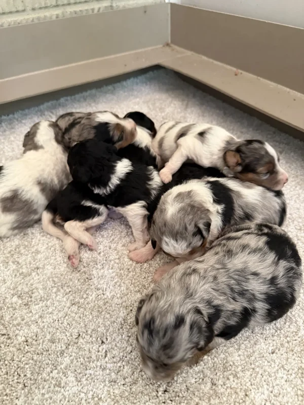 Brianna & Rocky F1B Micro Mini-Bernedoodle Early Litter Reservation – Available 8/14/25 puppy