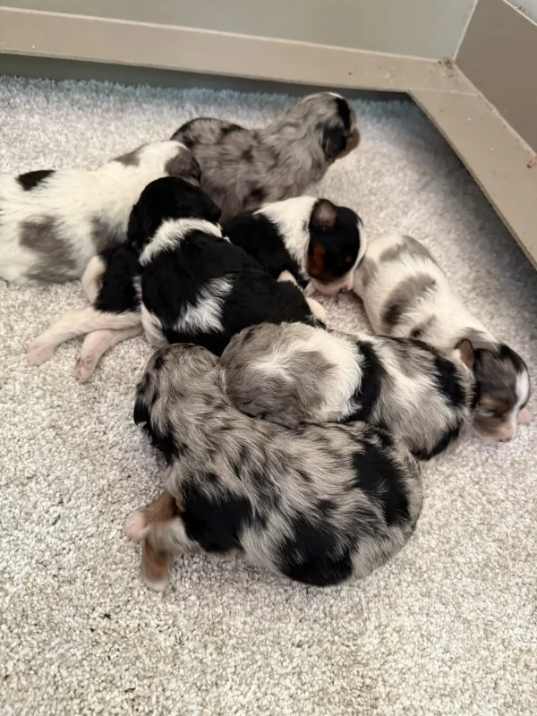 Brianna & Rocky F1B Micro Mini-Bernedoodle Early Litter Reservation - Available 8/14/25 - Image 2
