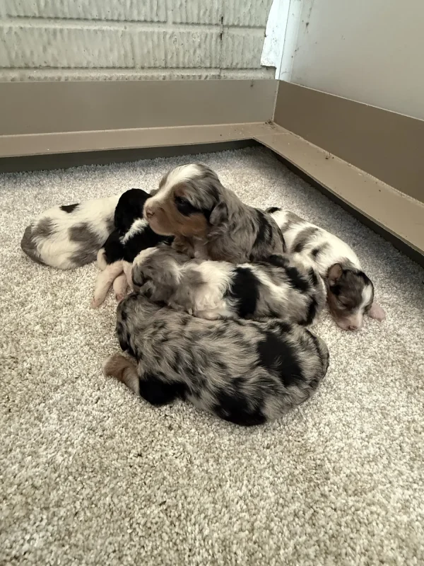 Brianna & Rocky F1B Micro Mini-Bernedoodle Early Litter Reservation - Available 8/14/25 - Image 3