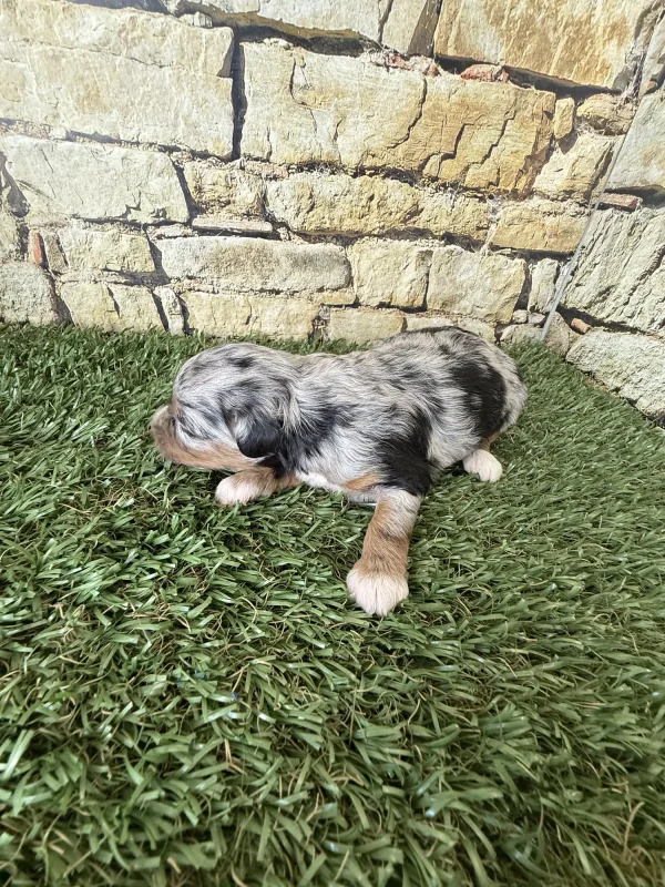 Brianna & Rocky F1B Micro Mini-Bernedoodle Early Litter Reservation - Available 8/14/25 - Image 4
