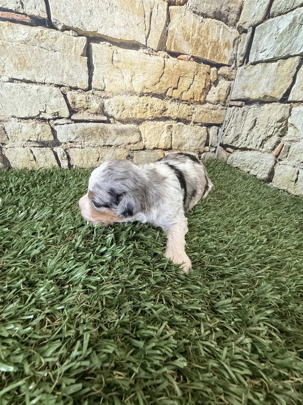 Brianna & Rocky F1B Micro Mini-Bernedoodle Early Litter Reservation - Available 8/14/25 - Image 5