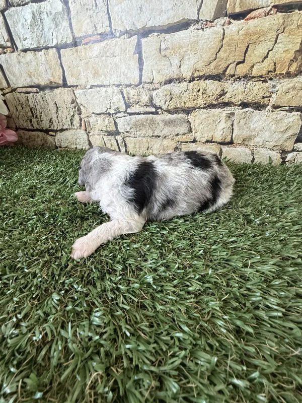 Brianna & Rocky F1B Micro Mini-Bernedoodle Early Litter Reservation - Available 8/14/25 - Image 6