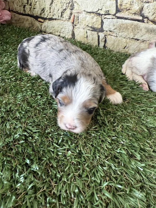 Brianna & Rocky F1B Micro Mini-Bernedoodle Early Litter Reservation - Available 8/14/25 - Image 7