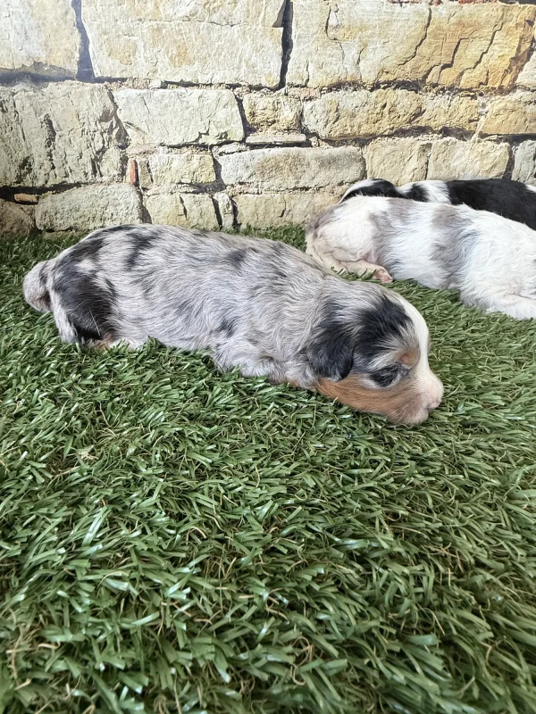 Brianna & Rocky F1B Micro Mini-Bernedoodle Early Litter Reservation - Available 8/14/25 - Image 8
