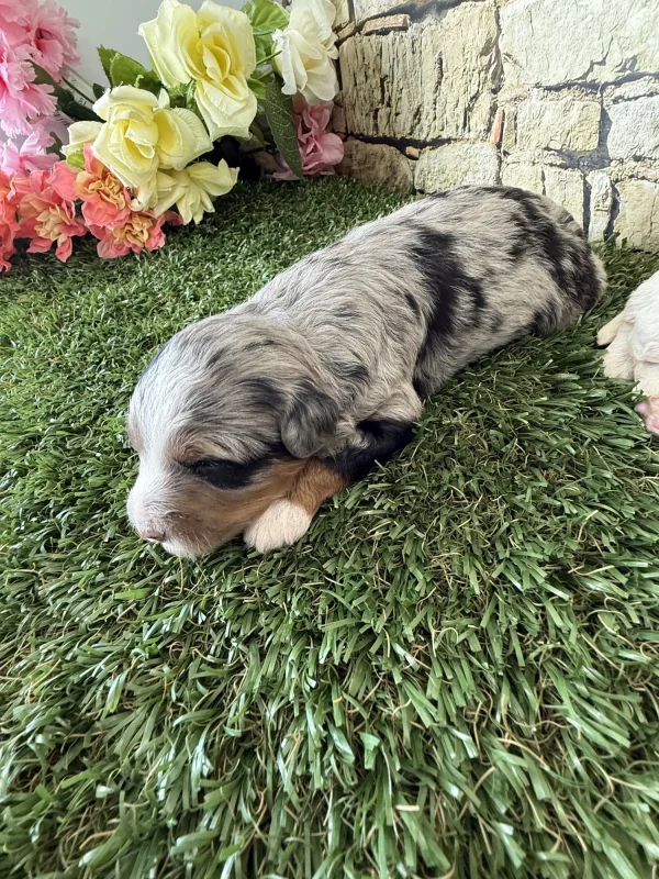 Brianna & Rocky F1B Micro Mini-Bernedoodle Early Litter Reservation - Available 8/14/25 - Image 9