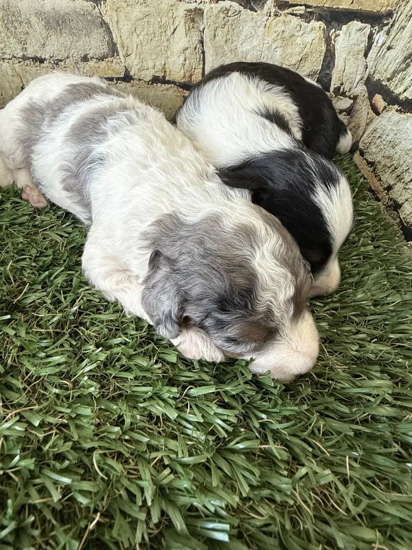 Brianna & Rocky F1B Micro Mini-Bernedoodle Early Litter Reservation - Available 8/14/25 - Image 10