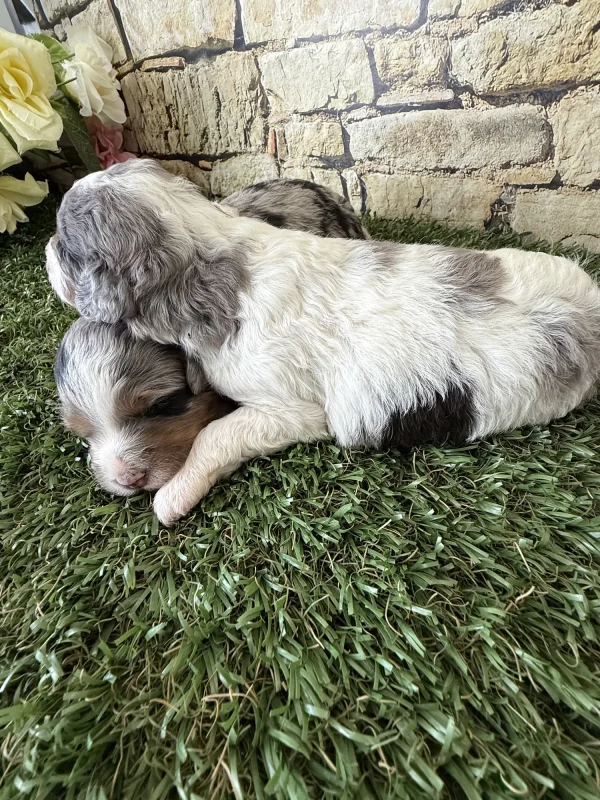 Brianna & Rocky F1B Micro Mini-Bernedoodle Early Litter Reservation - Available 8/14/25 - Image 11