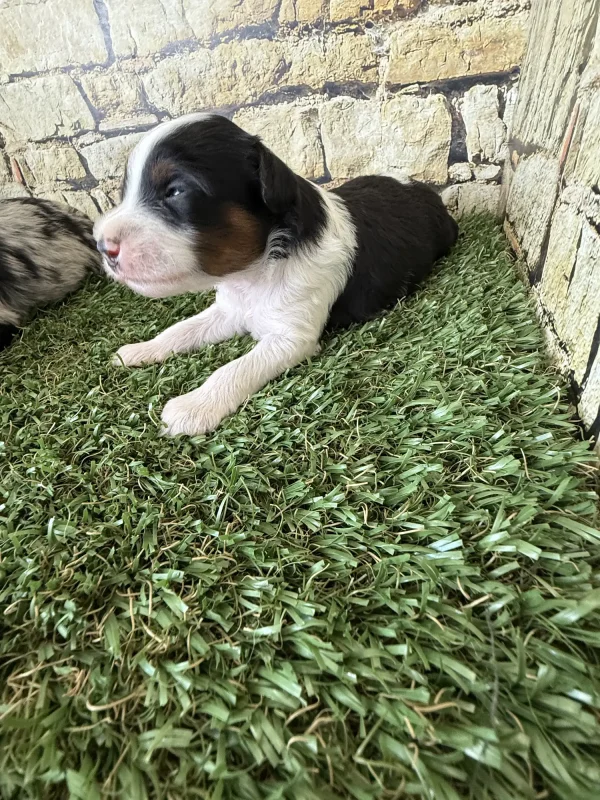 Brianna & Rocky F1B Micro Mini-Bernedoodle Early Litter Reservation - Available 8/14/25 - Image 12
