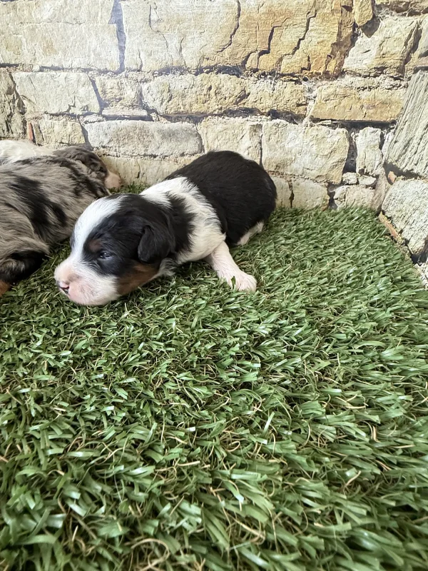 Brianna & Rocky F1B Micro Mini-Bernedoodle Early Litter Reservation - Available 8/14/25 - Image 13