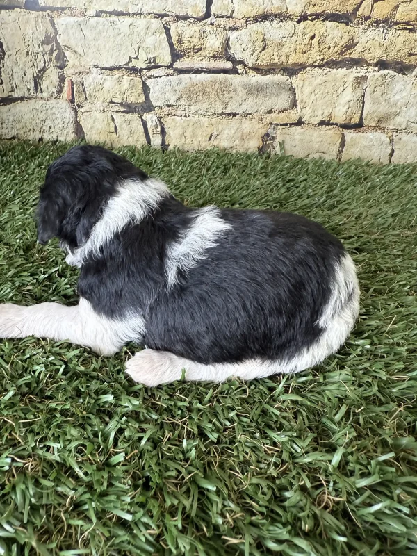 Brianna & Rocky F1B Micro Mini-Bernedoodle Early Litter Reservation - Available 8/14/25 - Image 14