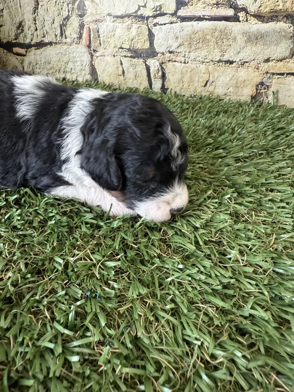 Brianna & Rocky F1B Micro Mini-Bernedoodle Early Litter Reservation - Available 8/14/25 - Image 15