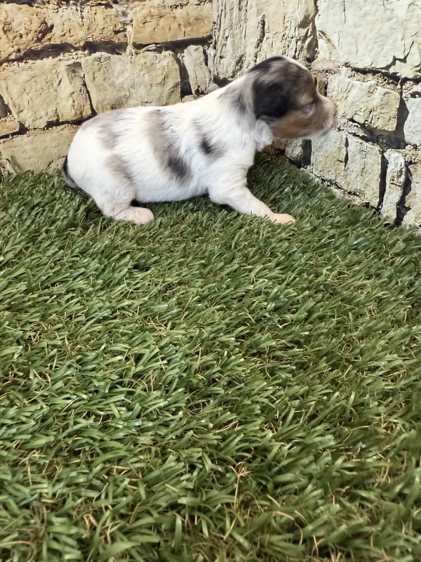 Brianna & Rocky F1B Micro Mini-Bernedoodle Early Litter Reservation - Available 8/14/25 - Image 16