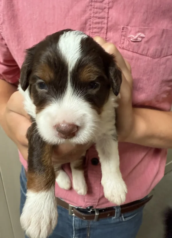 Ms. Betsy the Chocolate Mini-Bernedoodle (Early Reservation) - Image 2