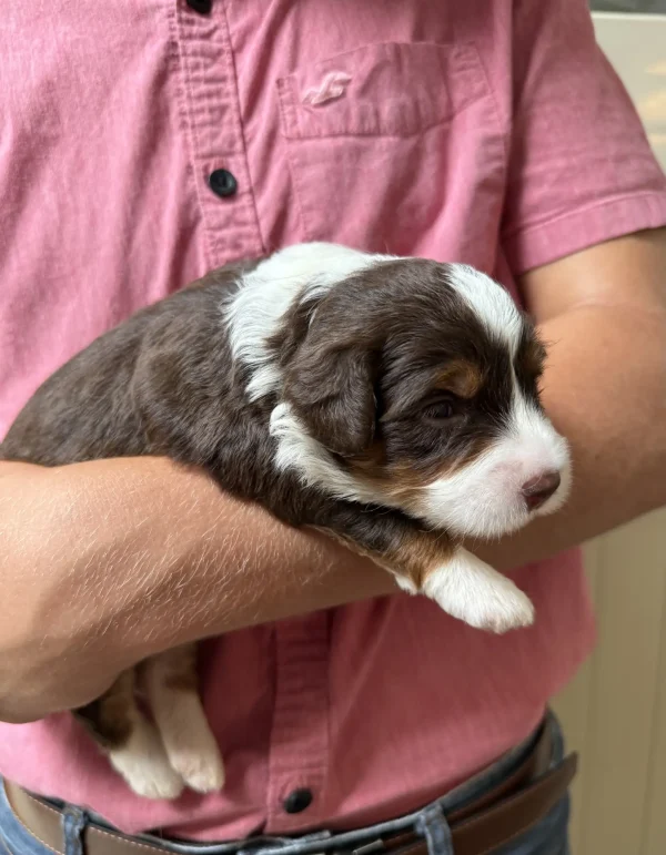 Ms. Betsy the Chocolate Mini-Bernedoodle (Early Reservation) puppy