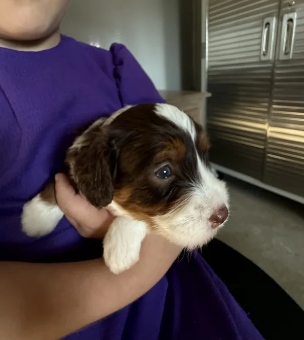 Ms. Betsy the Chocolate Mini-Bernedoodle (Early Reservation) - Image 4