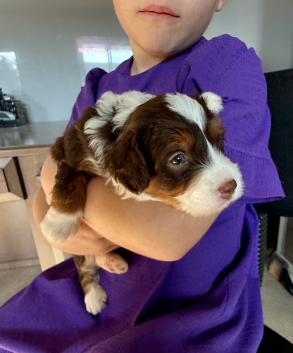 Ms. Betsy the Chocolate Mini-Bernedoodle (Early Reservation) - Image 6