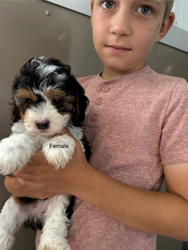 Tracy & Ranger F1B Micro Mini-Bernedoodle Early Litter Reservation - Available 7/20/25 - Image 2