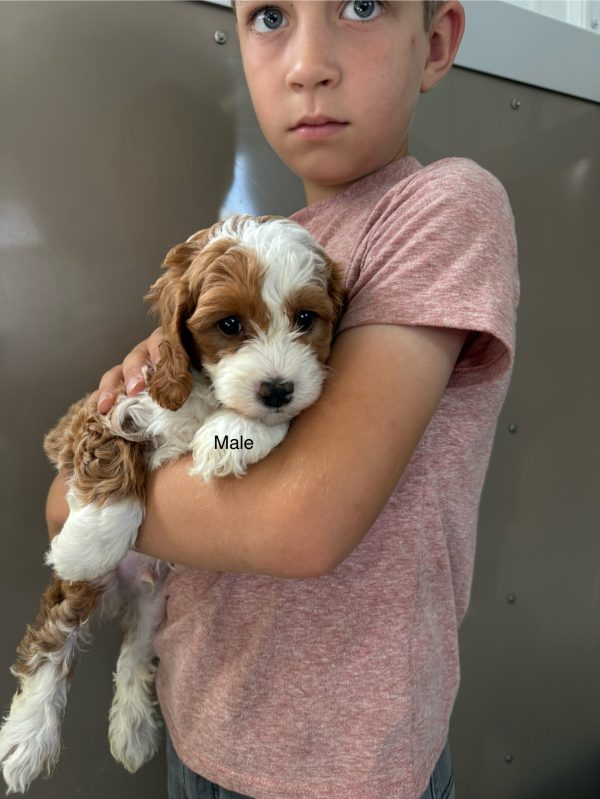 Tracy & Ranger F1B Micro Mini-Bernedoodle Early Litter Reservation - Available 7/20/25 - Image 3