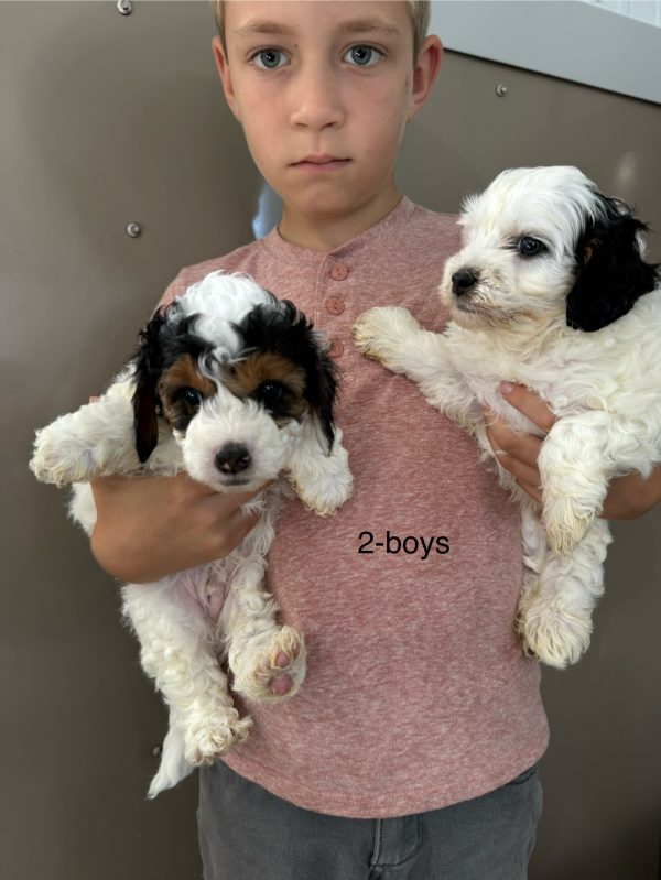 Tracy & Ranger F1B Micro Mini-Bernedoodle Early Litter Reservation - Available 7/20/25 - Image 4