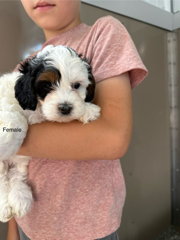 Tracy & Ranger F1B Micro Mini-Bernedoodle Early Litter Reservation - Available 7/20/25 - Image 5